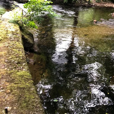 Madreselva *